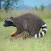 Wildcrete Raccoon